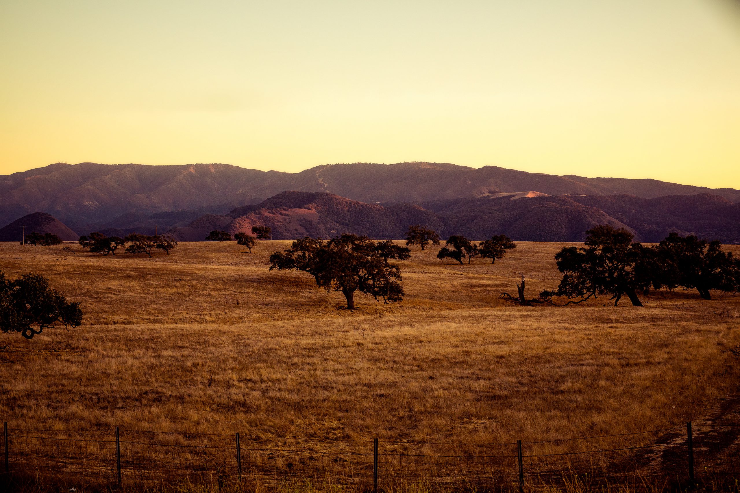 Priscilla - Image 14 by Mishan Warnakulasuriya